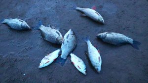 Первая летняя  рыбалка на Ахтубе.