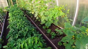 Просто обычный влог Огород и Что сегодня готовлю