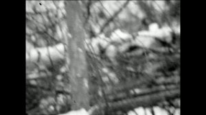 Забытые в снегах