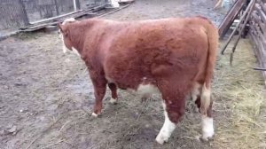 Привезли свежее сено ,Борис и его друг на обеде