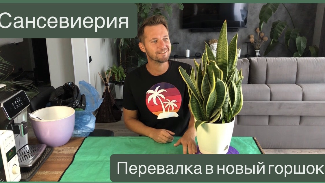 Сансевиерия - Перевалка в новый горшок. Коротко об уходе смотреть онлайн