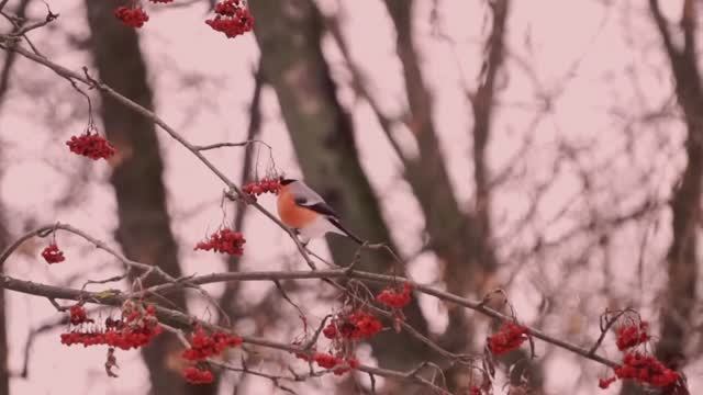 Снегири — Элесио
