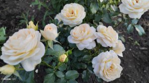 Первое цветение розы флорибунды "Мария Антуанетта"