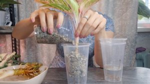 Пересаживаю аглаонемы  на фитильный полив