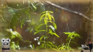 "Сумасшедший дождь"
Анатолий Алёшин