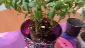 Домашняя Роза часть 2