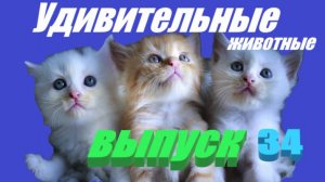 Удивительные животные выпуск 34