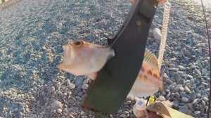 рокфишинг в Крыму. утренняя разнорыбица
