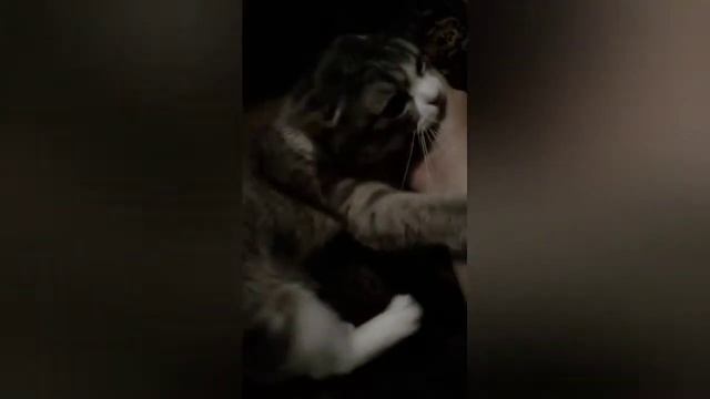 Приколы с котами - смешные будни кошки Аськи!! Я с нее ржу))))