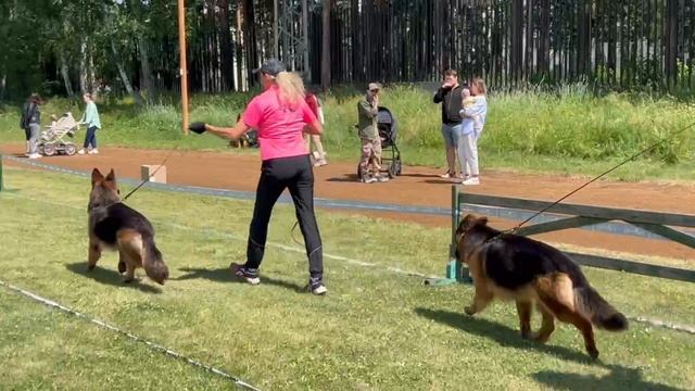 ЮНИОРЫ СУКИ ДШ / КЧК ЗАРЕЧНЫЙ 22 июня`25 Ю.Скиба Моно немецких овчарок