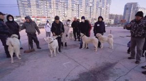 Якутские охотничьи лайки Республиканская выставка охотничьих лаек Лайки Якутии 2021