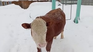 Бычёк Борис