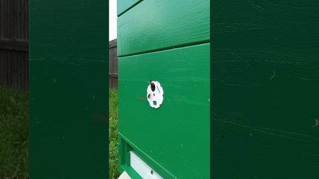 Начало цветения липы смотреть онлайн