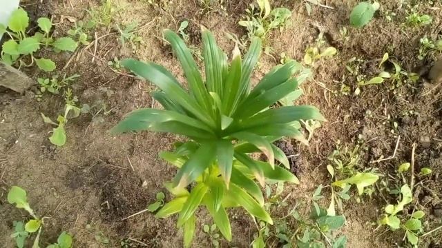 Горюшко - теплица НЕ ВЫДЕРЖАЛА! ((( Оцениваем варварство в лесу. Учу лайфхаку!