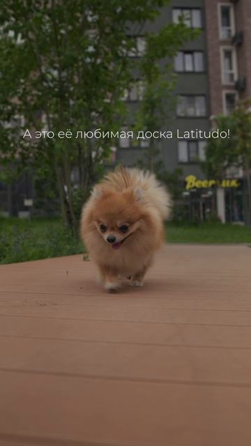 🐾 Шпиц по имени Плюша инспектирует дорожки из ДПК в сквере ЖК «Новая жизнь» в Белгороде 🐶 смотреть онлайн