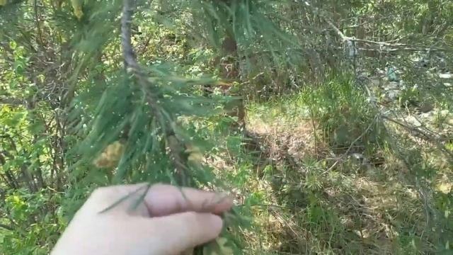 Пыльца СОСНЫ - уникальные свойства!! КАК СОБРАТЬ И ЛЕЧИТЬСЯ -- смотрите!!!! и болезни отступят!)))