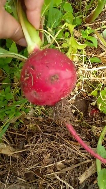 ВАУ!!! Супер-редиска! Одна штука и салат готов!!!