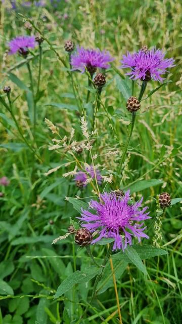 Васильки июнь 2025