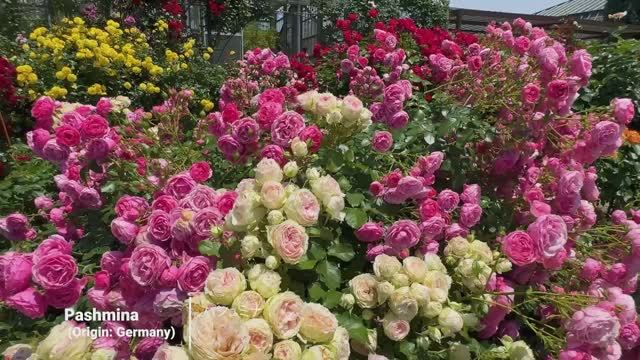 САДЫ ЯПОНИИ KEISEI ROSE GARDEN, ЗНАМЕНИТЫЙ НА ВЕСЬ МИР РОЗОВЫЙ САД Июнь 2025 смотреть онлайн