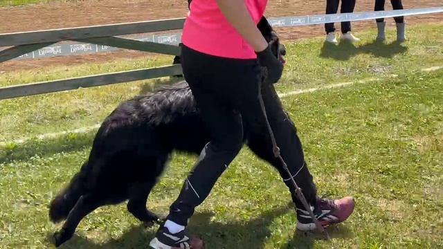 ЩЕНКИ КОБЕЛИ ДШ / КЧК ЗАРЕЧНЫЙ 22 июня`25 Ю.Скиба Моно немецких овчарок