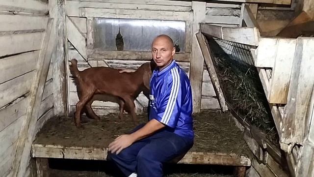 ВЕЧЕРНЯЯ УПРАВА НА БЕЛОЙ КОЗЕ! смотреть онлайн