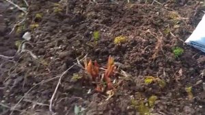 Уход за белым пионом