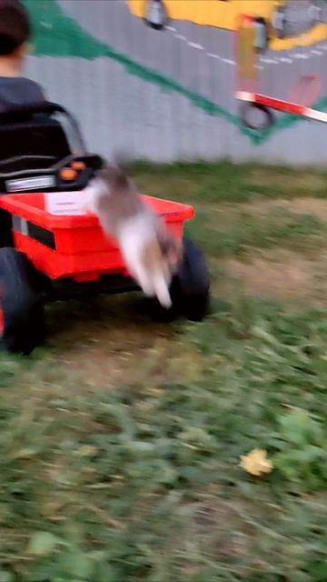 Котенок прибыл на тракторной тележке. #котята #шорты 4k смотреть онлайн