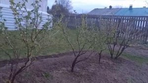 Обработка крыжовника от вредителей