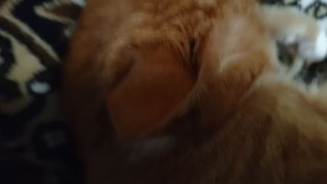 показываем дом смотреть онлайн