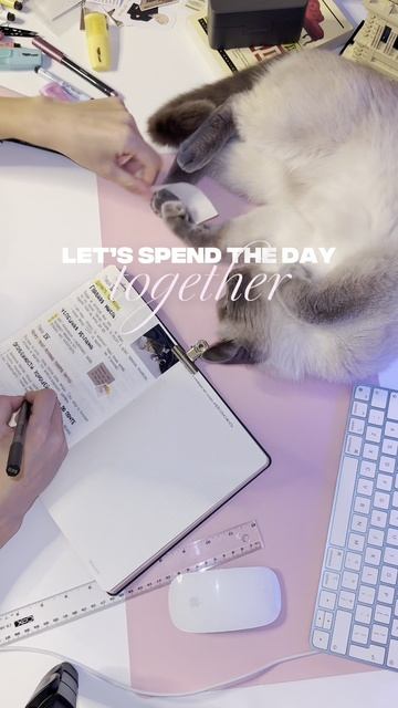 It's my lovely cat #cat #spendthedaywithcat #lovelycat #lucifer смотреть онлайн