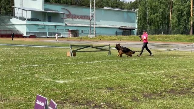 ЮНИОРЫ КОБЕЛИ ДШ / КЧК ЗАРЕЧНЫЙ 22 июня`25 Ю.Скиба Моно немецких овчарок