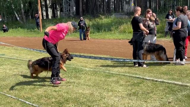 ПОДРОСТКИ СУКИ ДШ / КЧК ЗАРЕЧНЫЙ 22 июня`25 Ю.Скиба Моно немецких овчарок