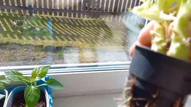 Следующая неделя роста моей рассады