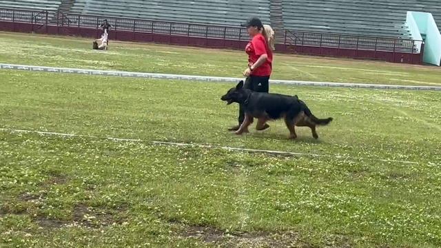 РАБОЧИЙ СУКИ ДШ / КЧК ЗАРЕЧНЫЙ 22 июня`25 Ю.Скиба Моно немецких овчарок