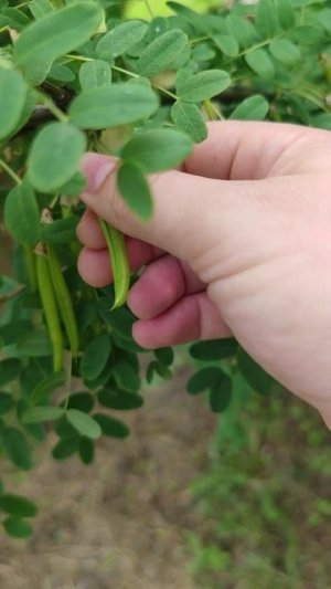 Свистулька