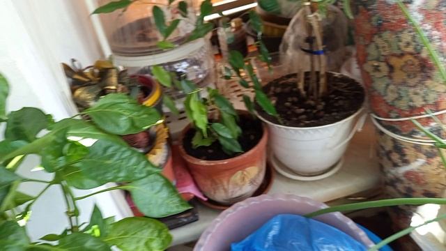 Перец, лук на балконе (03.07.2025)