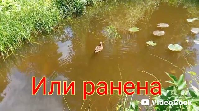 Утка прилетела в гости смотреть онлайн