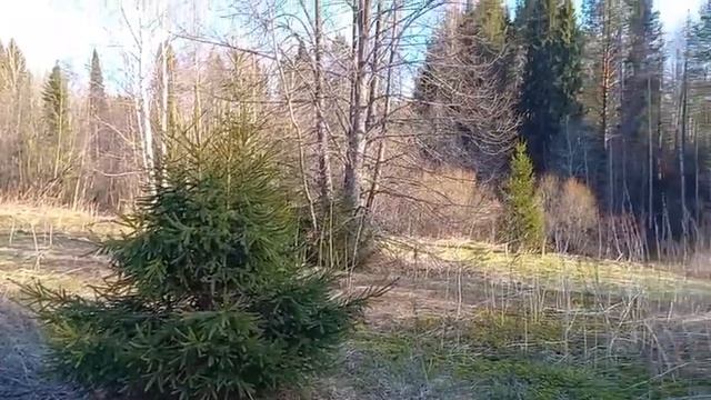 Прогулка по весеннему лесу смотреть онлайн