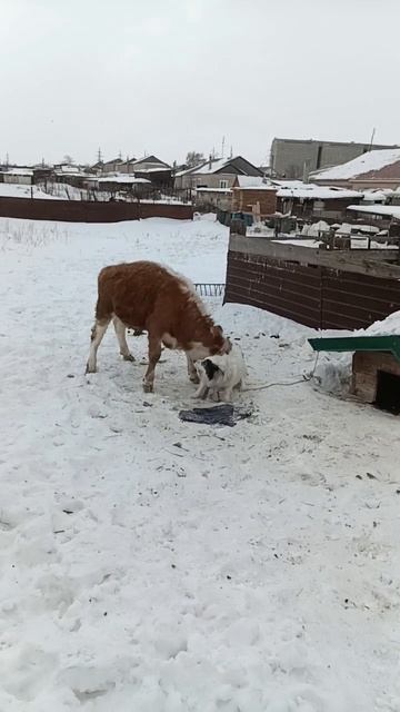 Друзья. Friendship #shorts