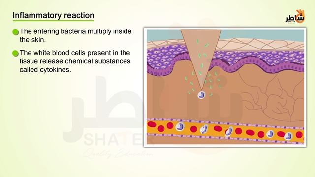 Non-specific Immune Response + Specific Immune Response