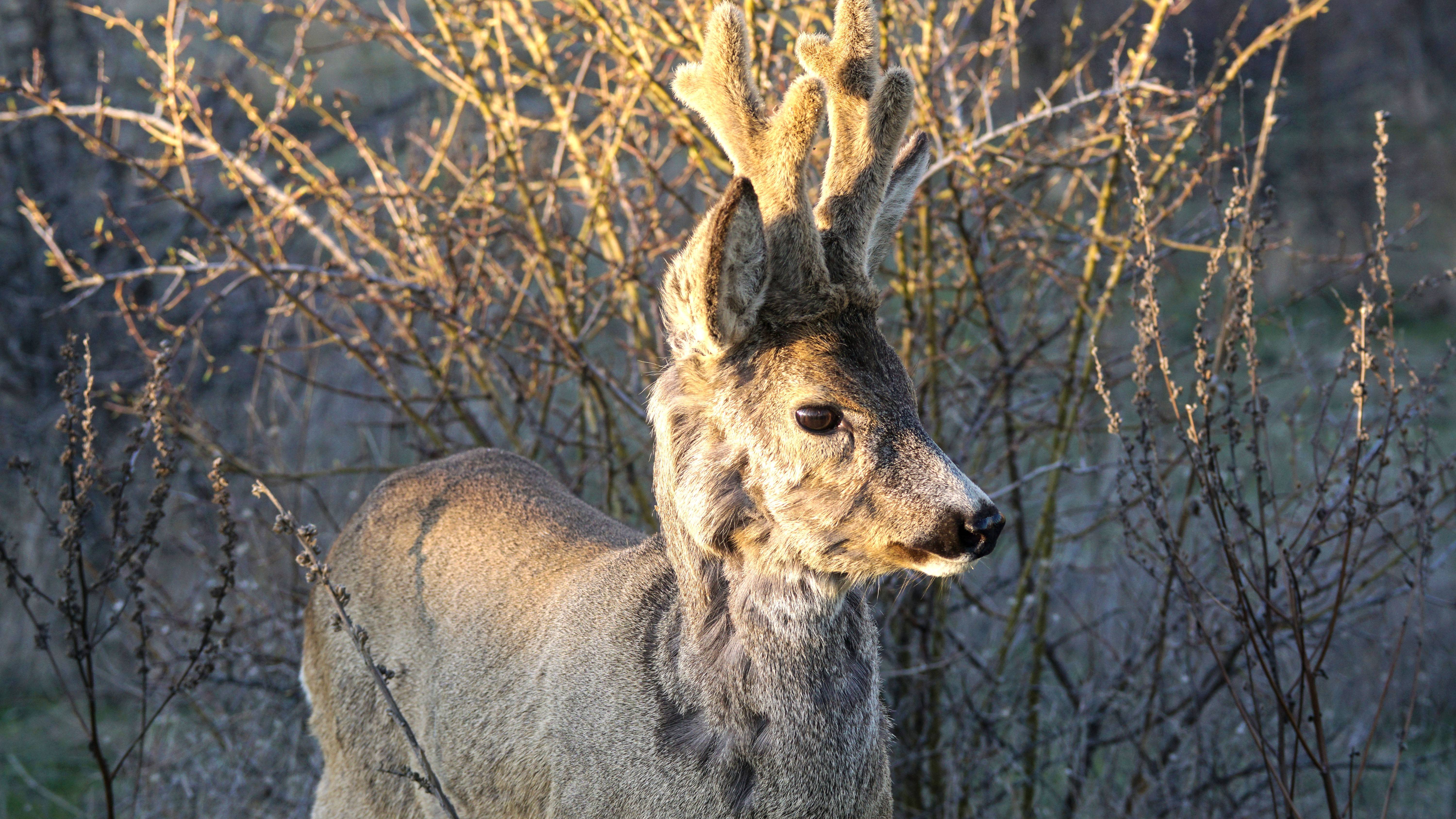 Храбрый козлик или как меня косуля забодала