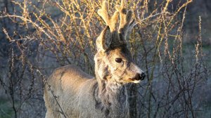 Храбрый козлик или как меня косуля забодала