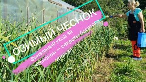 Финальный уход за озимым чесноком – секреты богатого урожая!