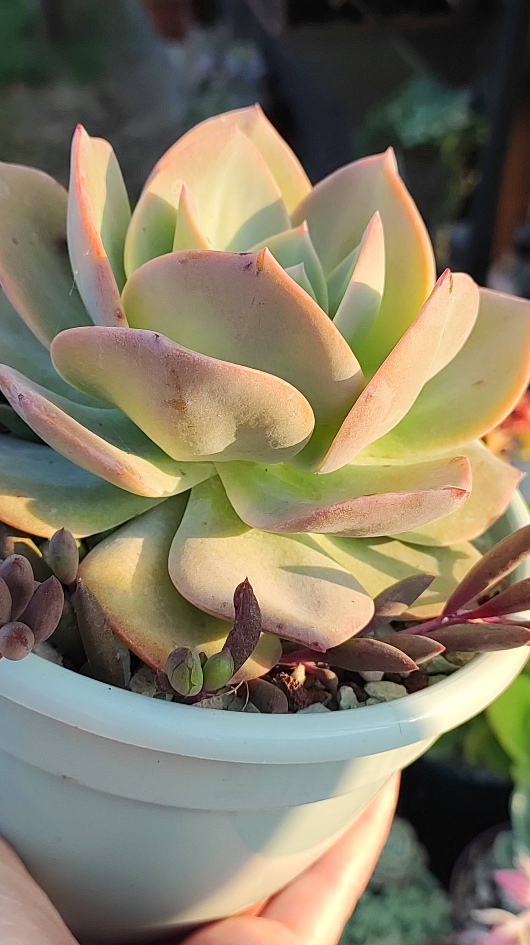 Эхеверия Хакухо, было/стало, изменения за год смотреть онлайн