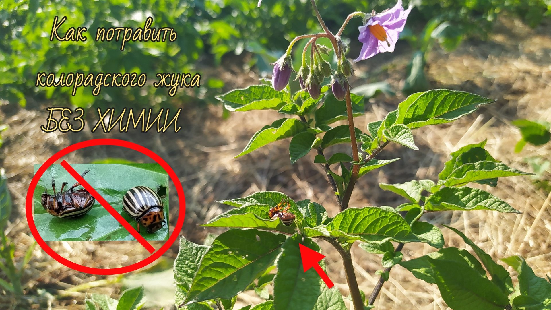 Как потравить колорадского жука без химии (эффективный народный способ)