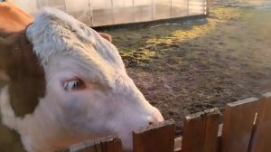 Боря кушает с руки ,и ласкается