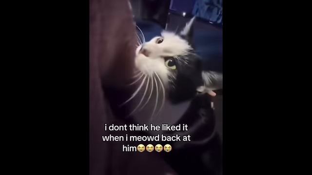 Cat behavior at its finest смотреть онлайн