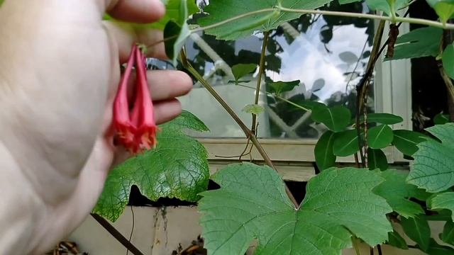 Каприфоль- три вида/сорта в нашем саду 2025 смотреть онлайн