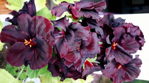 Да будет свет и тёмная бархатная красавица с удивительными оранжевыми глазками смотреть онлайн