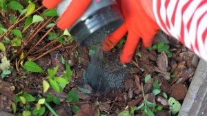 Дачные сезоны с Мариной Рыкалиной от 3 июля 2025 года